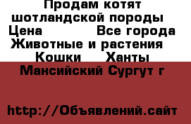 Продам котят шотландской породы › Цена ­ 2 000 - Все города Животные и растения » Кошки   . Ханты-Мансийский,Сургут г.